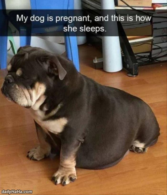 my dog is pregnant funny picture