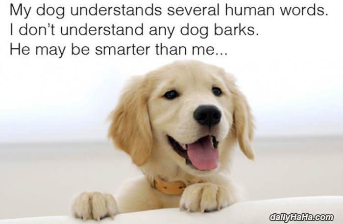 my dog may be smarter than me funny picture