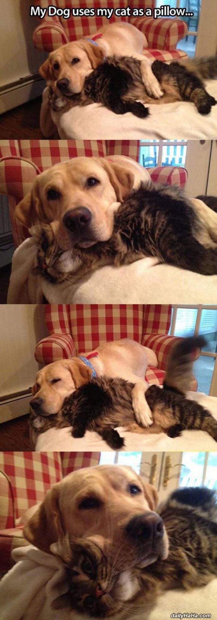 My Dog Uses My Cat As A Pillow