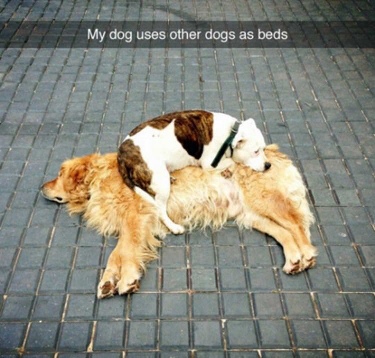 my dog uses other dogs funny picture