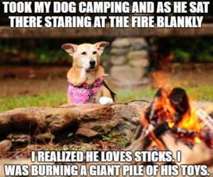 my dog watching the fire funny picture