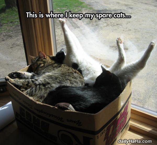 my spare cats funny picture