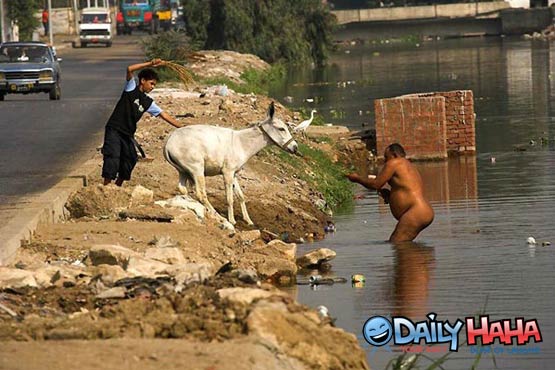 Naked fat guy and a Mule.