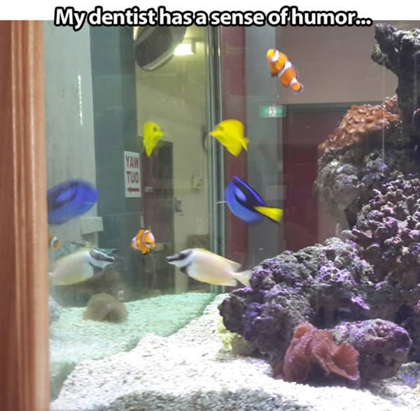 A Nemo Aquarium funny picture