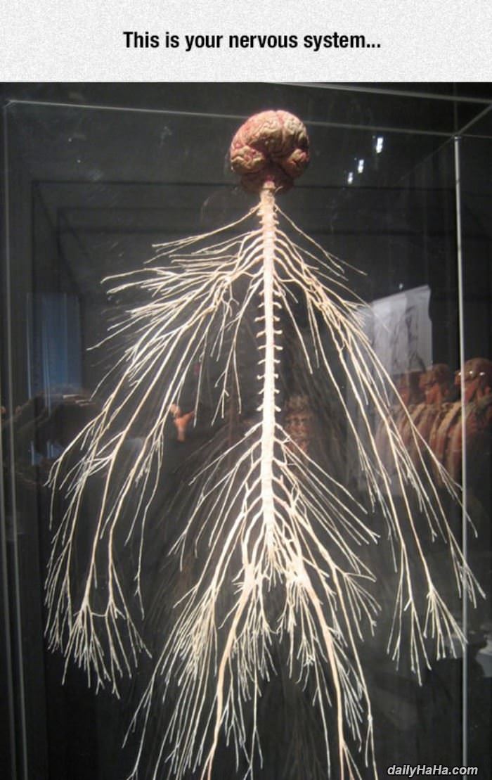 Nervous System