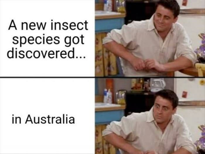 new species discovered