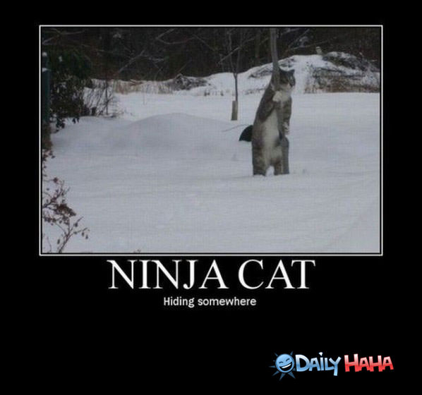 Ninja Cat funny picture