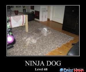 Ninja Dog funny picture