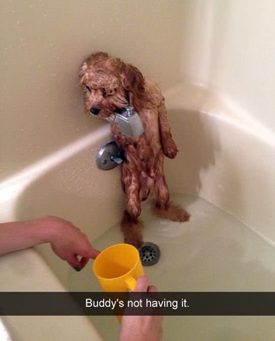 no i dont want a bath funny picture