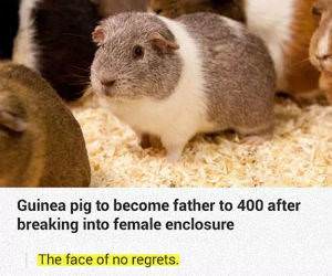no regrets funny picture