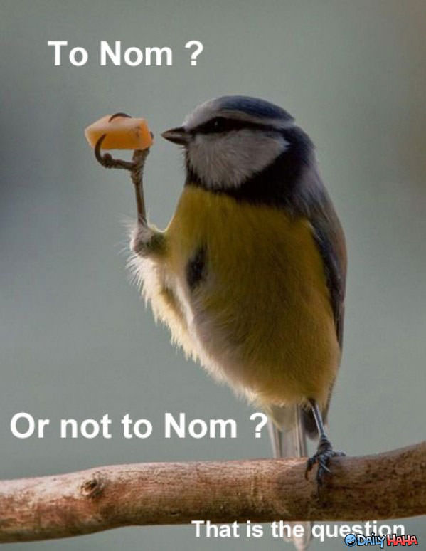 Nom or Not funny picture
