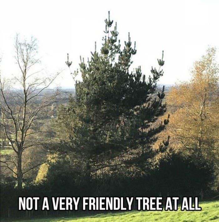 not a friendly tree funny picture