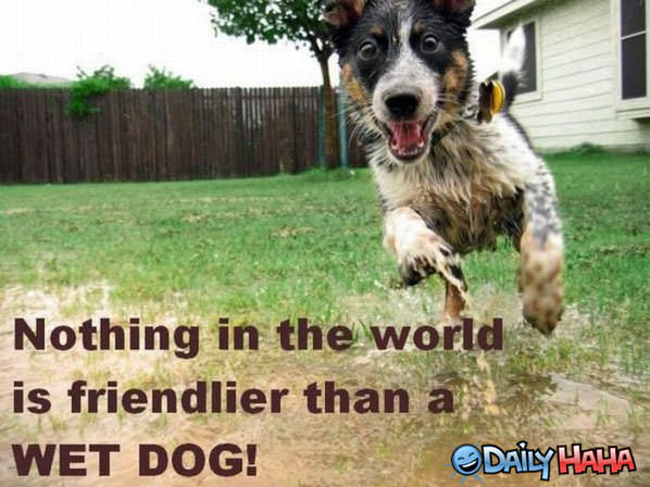 Friendly Dog funny picture
