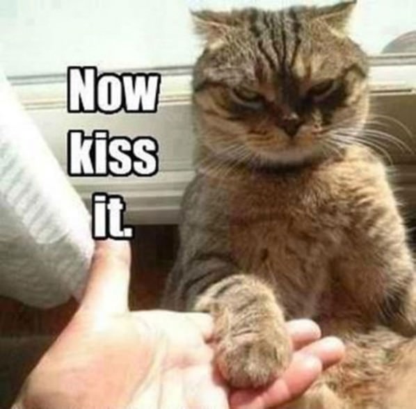 Now Kiss It funny picture