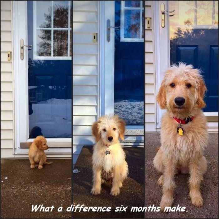 only 6 months of puppy funny picture