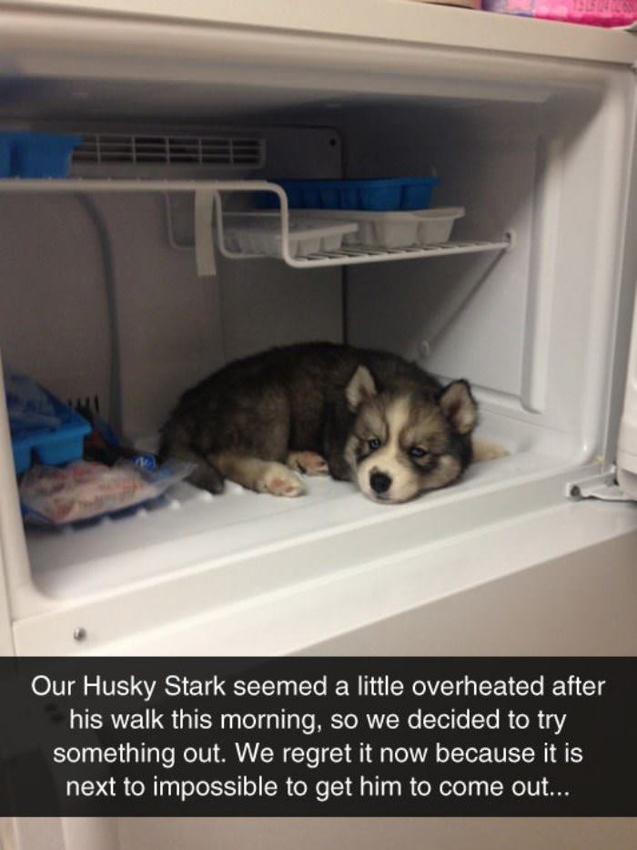overheated husky funny picture