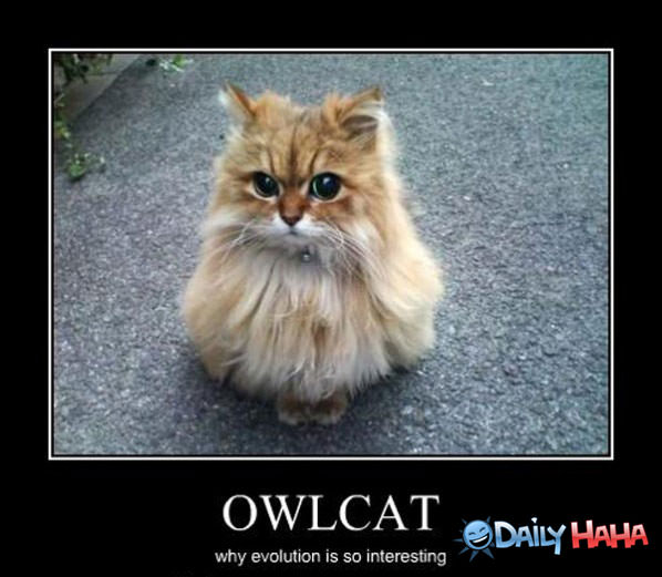 Owl Cat funny picture