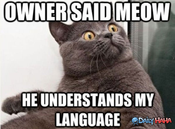 Owner Meowed funny picture