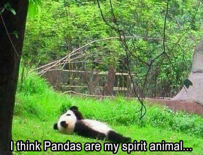 pandas are my spirit animal funny picture