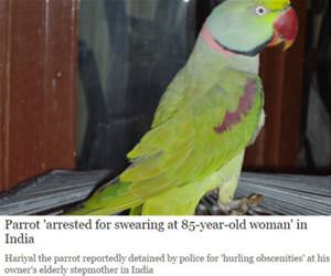 parrot arrested funny picture