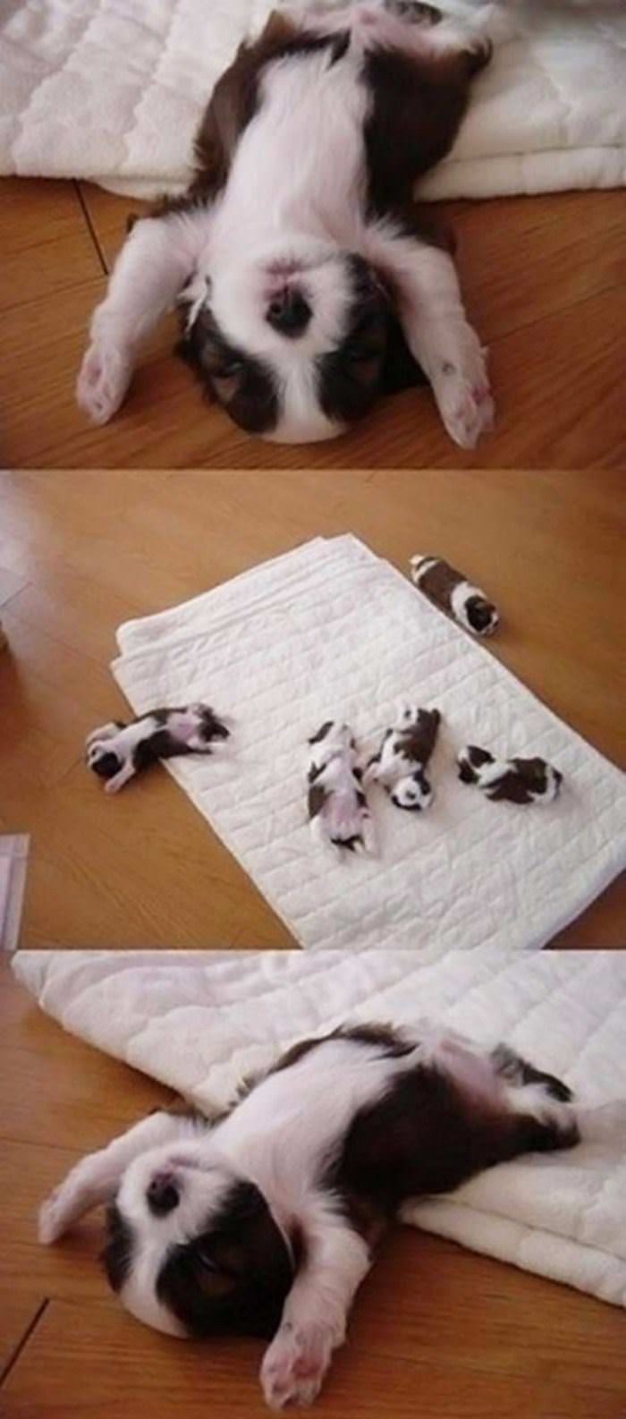 passed out puppies funny picture
