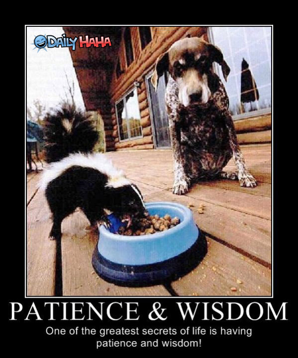 Patience and Wisdom funny picture
