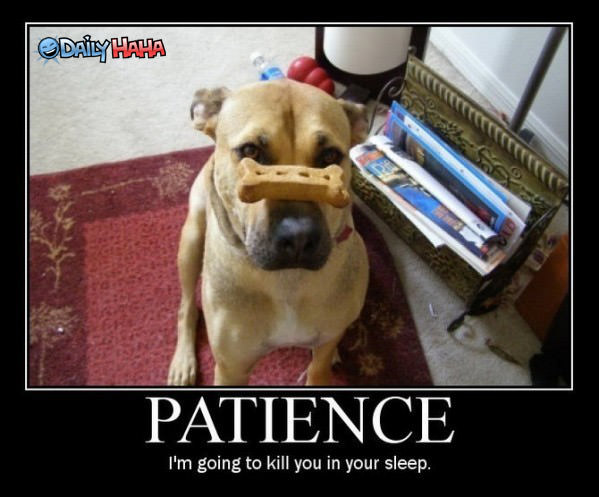 Patience Dog Funny Picture