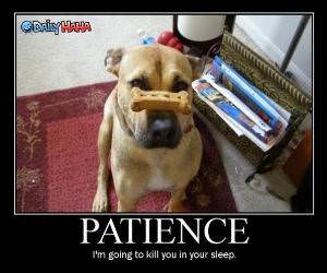 Patience Dog Funny Picture