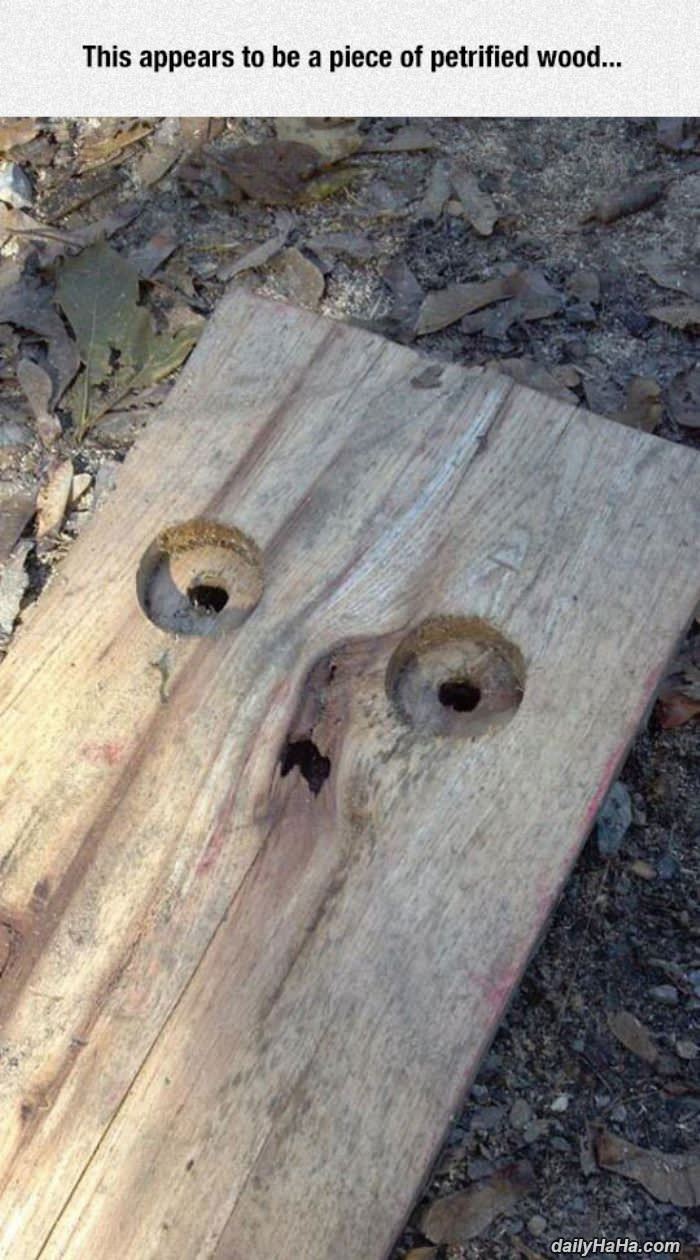 petrified wood funny picture