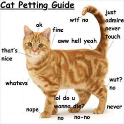 petting cat guide