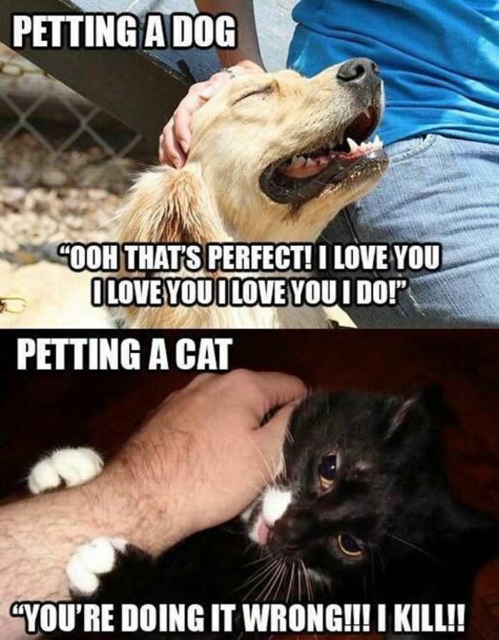 petting cats vs dogs funny picture