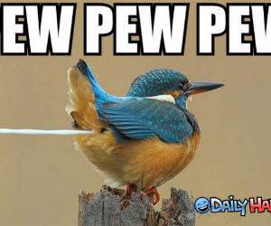 Pew pew pew funny picture