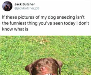pictures of a dog sneezing