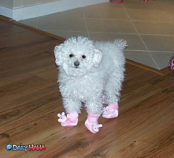 Pink Boots Puppy