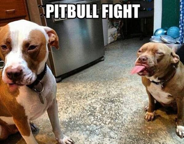 How Pitbulls Fight funny picture