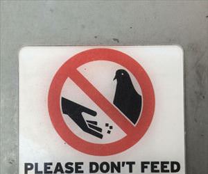 please do not feed the dinosaurs