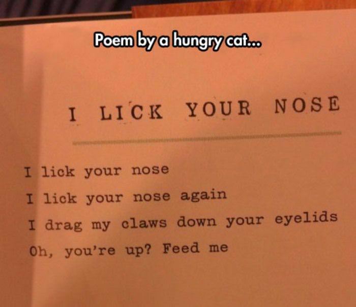 poem by a hungry cat funny picture