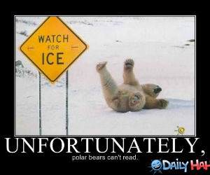 Polar Bears funny picture