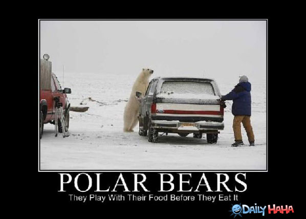 Playful Bears funny picture