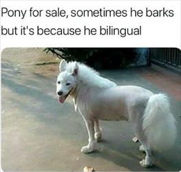 pony for sale