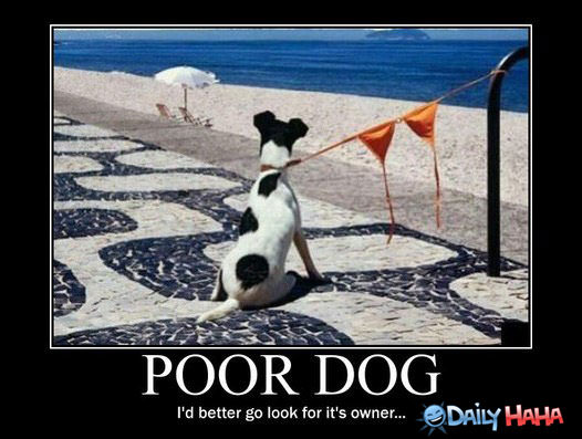 Poor Dog funny picture