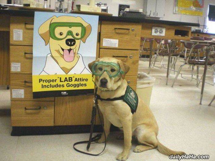 proper lab attire funny picture