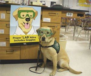 proper lab attire funny picture