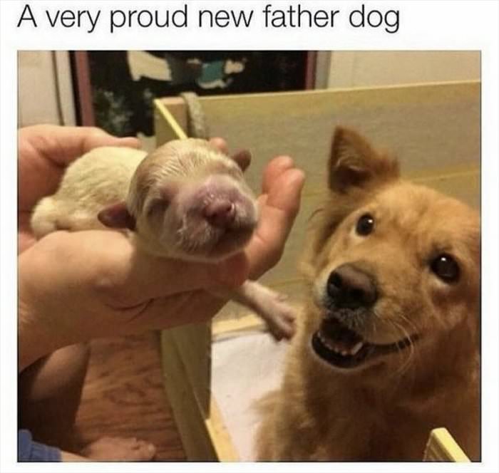 proud new father dog