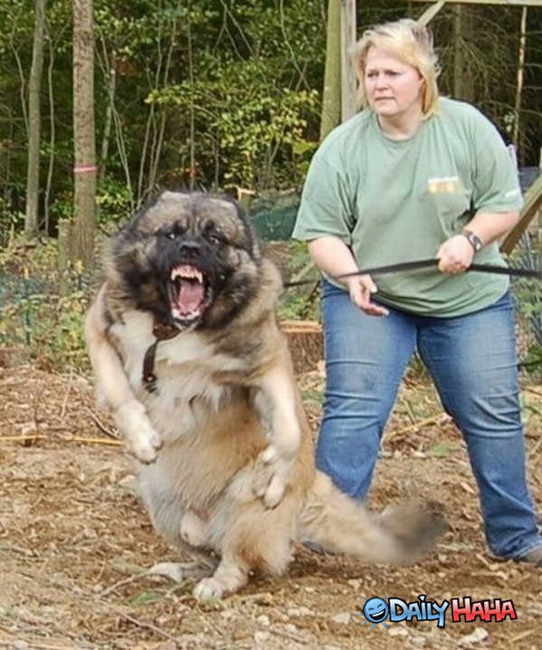 Psycho Dog funny picture