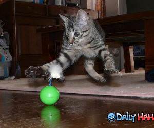 Psycho Cats Toy Funny Pic