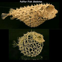 puffer fish skelaton
