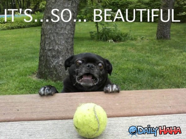 Pug Impressed funny picture