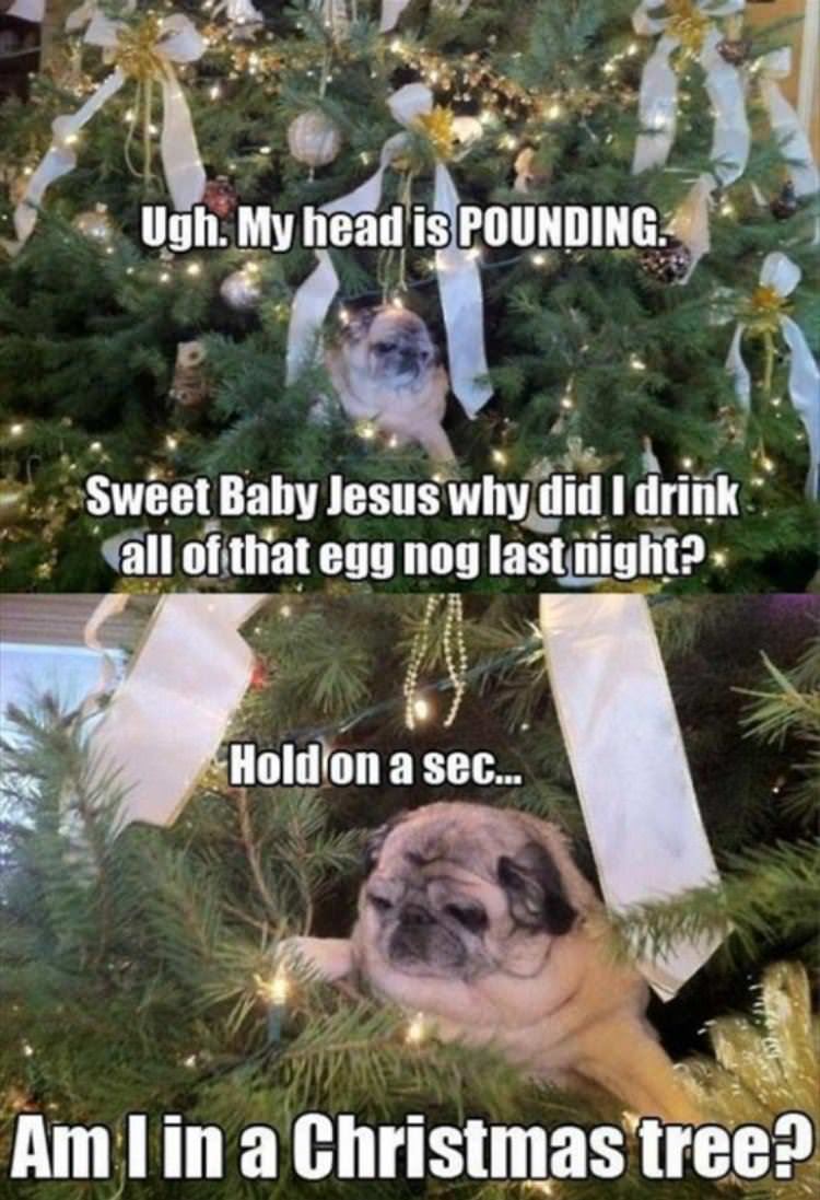 pug in a christmas tree funny picture