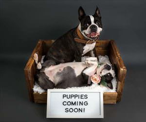 puppies coming soon